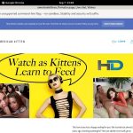 Americankitten.com Account And Passwords